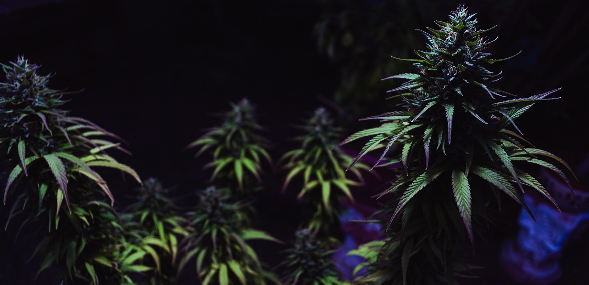 Importadores y distribuidores mayoristas